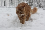Snowcats die Zweite